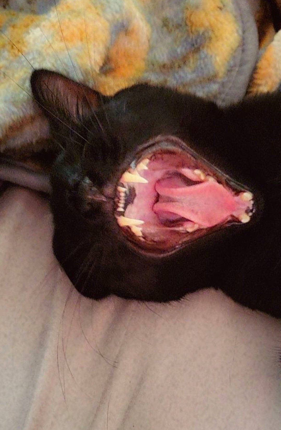 Tobias joined the competition — help win amazing prizes! black_cat, canidae, carnivore, cat, claw, comfort, dog_breed, domestic_short_haired_cat, ear, fawn, felidae, fur, leg, paw, small_to_medium_sized_cats, snout, sporting_group, tail, whiskers, yawn