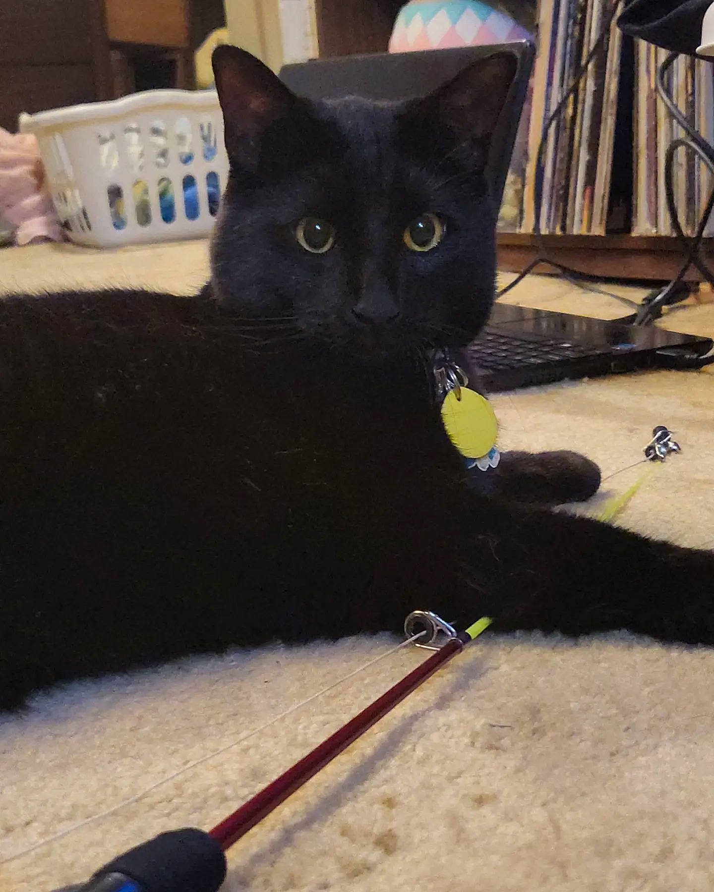 Tobias joined the competition — help win amazing prizes! automotive_tire, black_cat, bombay, carnivore, cat, cat_supply, chair, claw, comfort, domestic_short_haired_cat, felidae, flooring, fur, hardwood, paw, small_to_medium_sized_cats, snout, tail, whiskers, wood