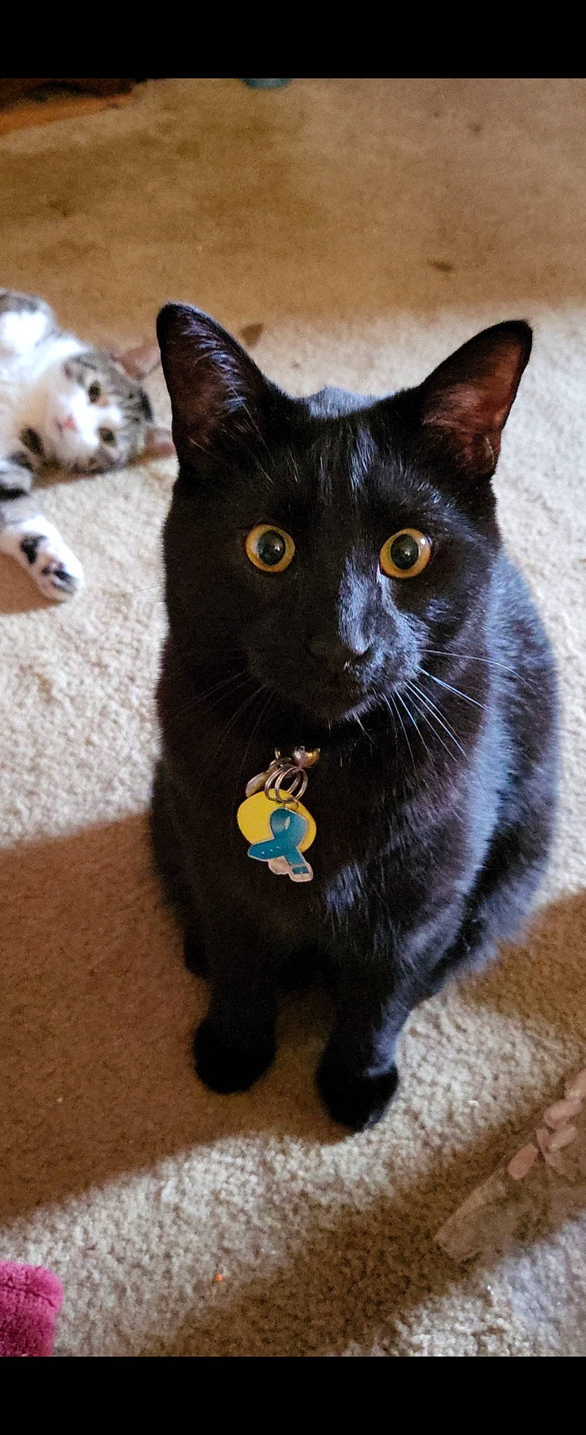 Tobias is registered to the contest to win money with this photo: black_cat, bombay, carnivore, cat, cat_supply, companion_dog, domestic_short_haired_cat, electric_blue, felidae, fur, grey, mammal, paw, small_to_medium_sized_cats, snout, tail, terrestrial_animal, vertebrate, whiskers, window