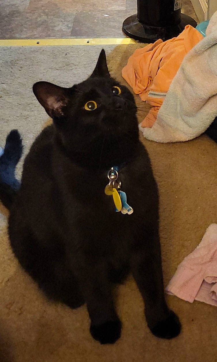 Tobias joined the competition — help win amazing prizes! black_cat, bombay, carnivore, cat, domestic_short_haired_cat, felidae, fur, grey, small_to_medium_sized_cats, snout, tail, terrestrial_animal, whiskers