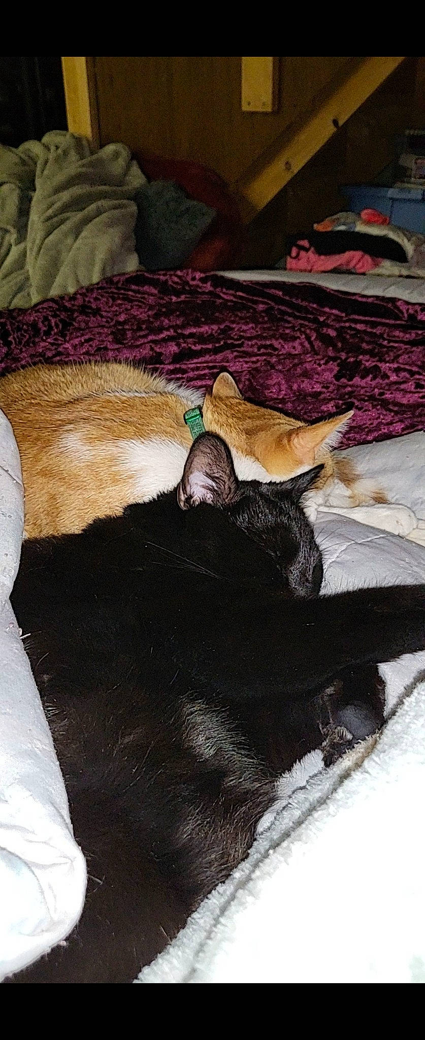 Tobias is registered to the contest to win money with this photo: canidae, carnivore, cat, comfort, companion_dog, dog_breed, domestic_short_haired_cat, fawn, felidae, flooring, fur, hardwood, human_leg, linens, paw, small_to_medium_sized_cats, sporting_group, tail, whiskers, wood