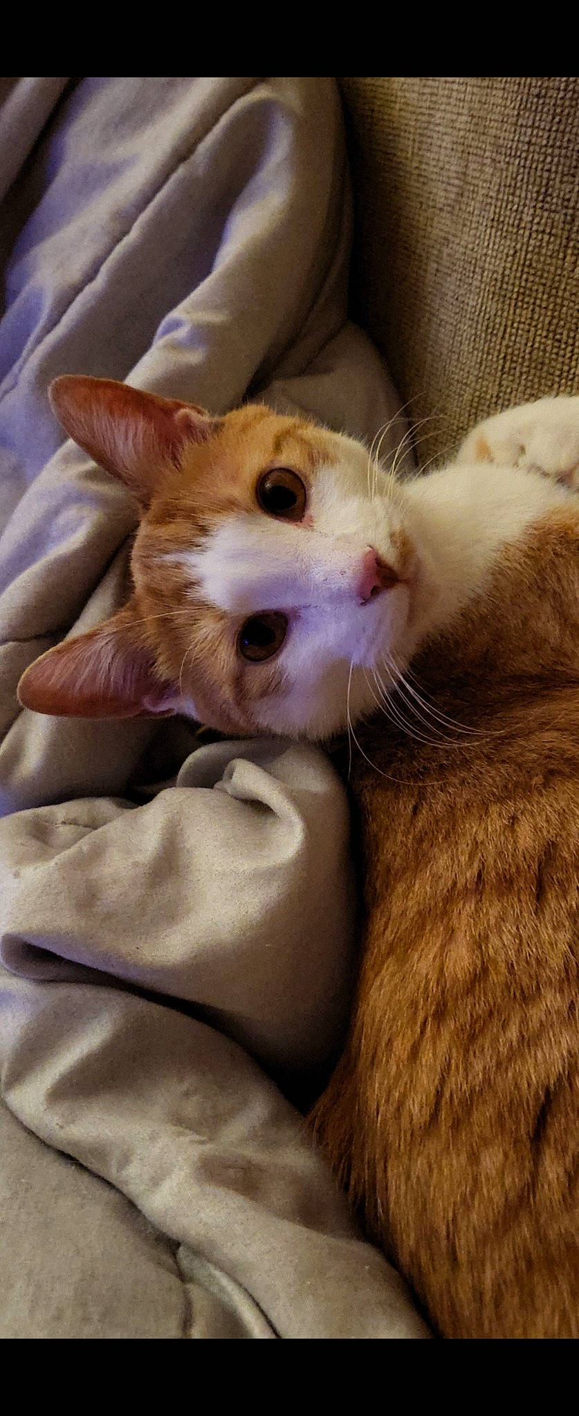 Benji joined the competition — help win amazing prizes! carnivore, cat, claw, comfort, domestic_short_haired_cat, ear, eye, eyelash, fawn, felidae, fur, gesture, human_leg, iris, paw, small_to_medium_sized_cats, snout, tail, whiskers