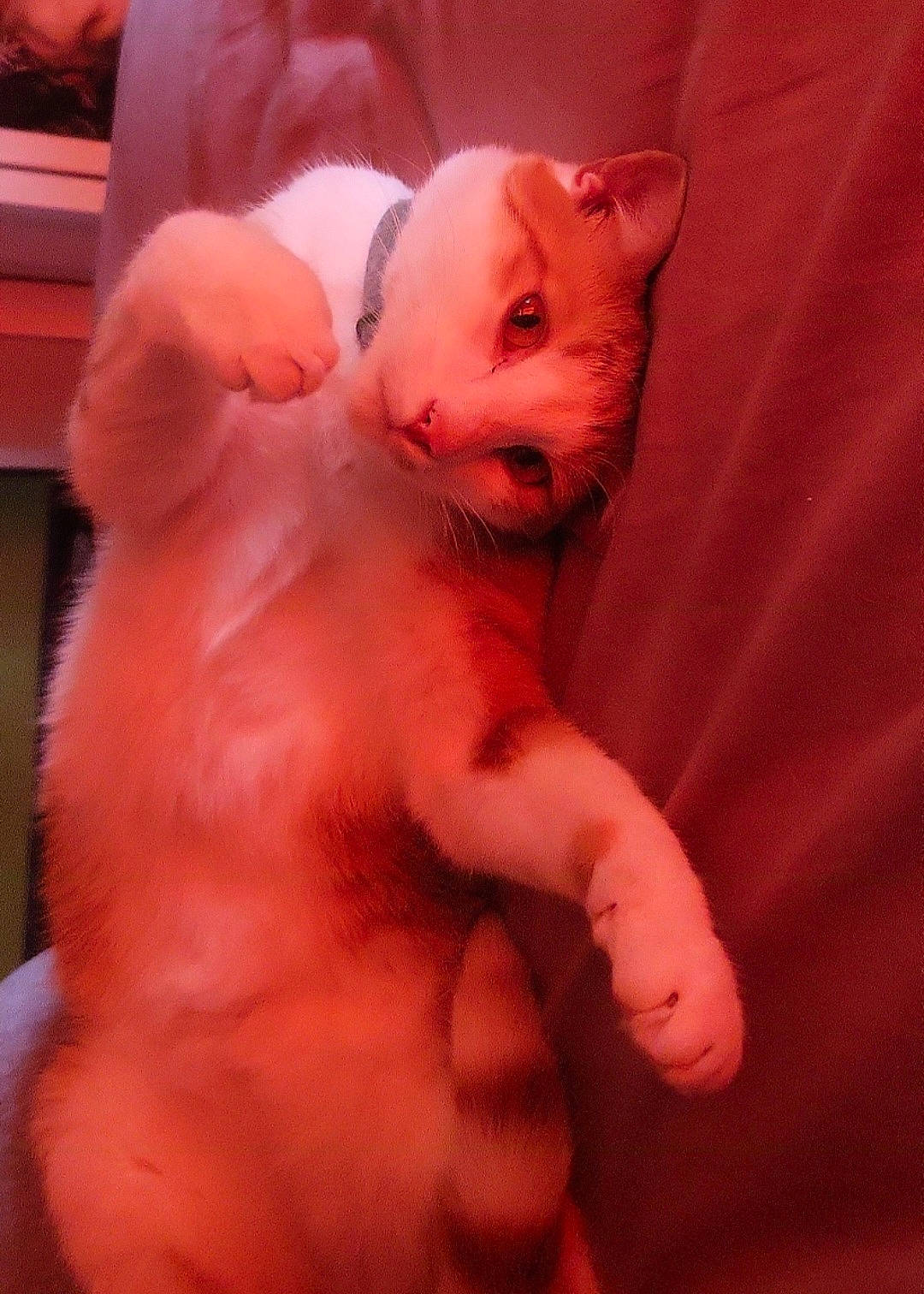 Benji joined the competition — help win amazing prizes! carnivore, cat, comfort, ear, fawn, felidae, flesh, foot, fur, gesture, head, nail, paw, peach, pink, small_to_medium_sized_cats, snout, tail, thumb, whiskers