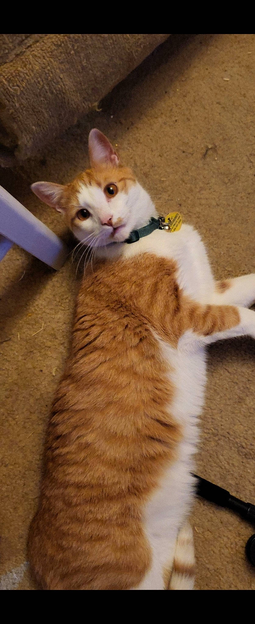 Benji joined the competition — help win amazing prizes! box, carnivore, cat, claw, domestic_short_haired_cat, fawn, felidae, flooring, foot, fur, hardwood, paw, photo_caption, sand, small_to_medium_sized_cats, snout, tail, whiskers, wood