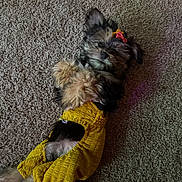Candy joined the competition — help win amazing prizes! dog, pet, carpet, yellow_outfit, fluffy, relaxed, lying_down, indoor, fur, cute, accessory, small_dog, animal, cozy, playful, casual, resting, adorable, domestic, companion
