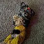 dog, pet, carpet, yellow_outfit, fluffy, relaxed, lying_down, indoor, fur, cute, accessory, small_dog, animal, cozy, playful, casual, resting, adorable, domestic, companion