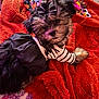 Candy joined the competition — help win amazing prizes! dog, puppy, pet, clothing, bow, black_and_white, blanket, red, fur, cute, indoor, cozy, colorful, pattern, small_dog, relaxed, animal, portrait, fashion, accessory
