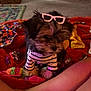 Candy is registered to the contest to win money with this photo: dog, pet, indoor, blanket, clothing, sunglasses, striped_shirt, legs, colorful, cozy, carpet, furniture, toy, casual, relaxing, home, cute, small_dog, accessory, person