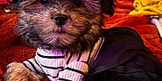 Candy is registered to the contest to win money with this photo: dog, puppy, pet, cute, bow, clothing, striped_shirt, fur, indoor, blanket, orange, cozy, home, carpet, resting, small_dog, adorable, animal, portrait, laying_down