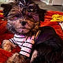 dog, puppy, pet, cute, bow, clothing, striped_shirt, fur, indoor, blanket, orange, cozy, home, carpet, resting, small_dog, adorable, animal, portrait, laying_down