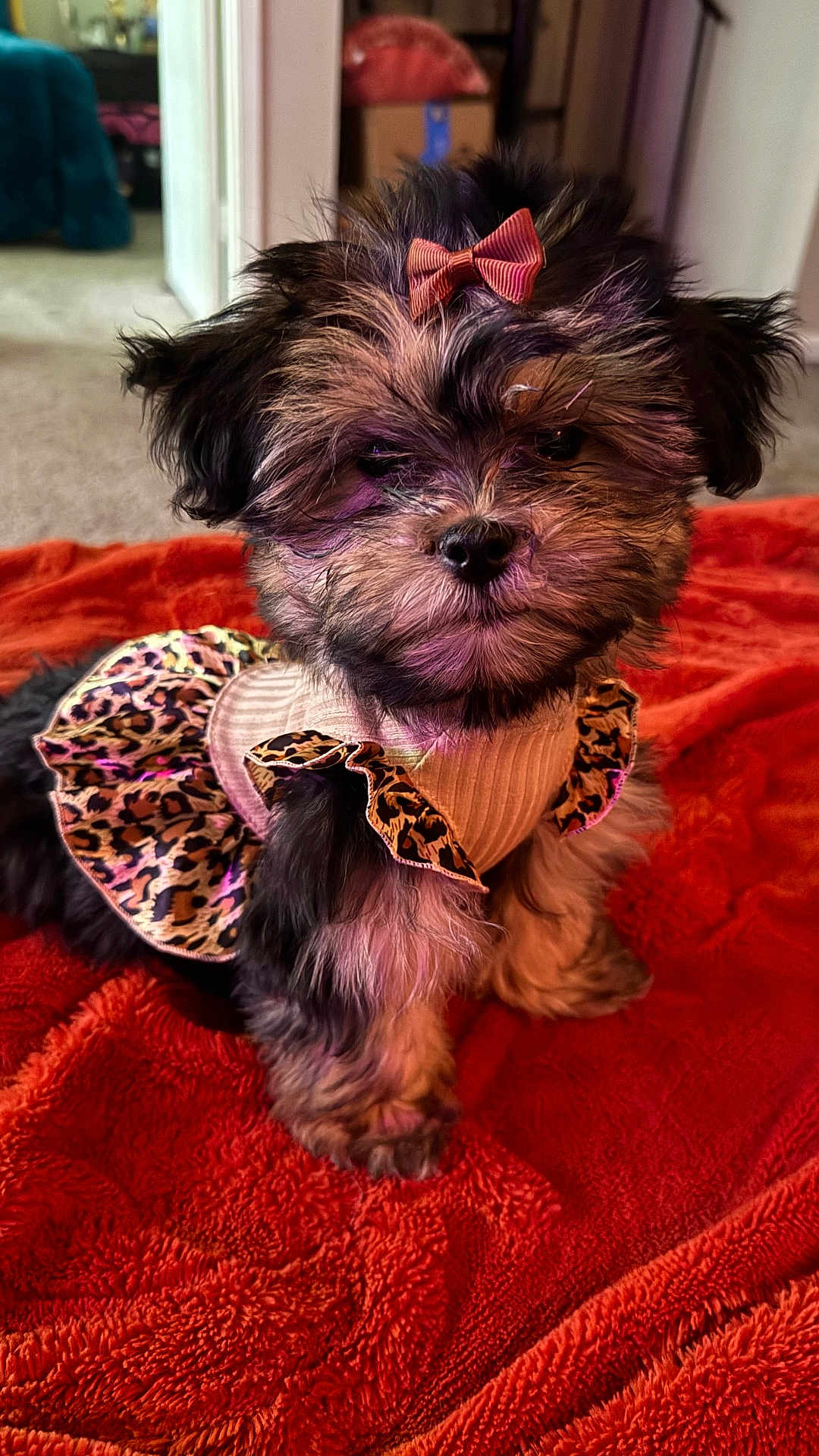 Candy joined the competition — help win amazing prizes! puppy, dog, pet, animal, fluffy, cute, bow, leopard_print, skirt, clothing, red_blanket, indoor, carpet, small_dog, fur, sitting, adorable, portrait, domestic_animal, furry