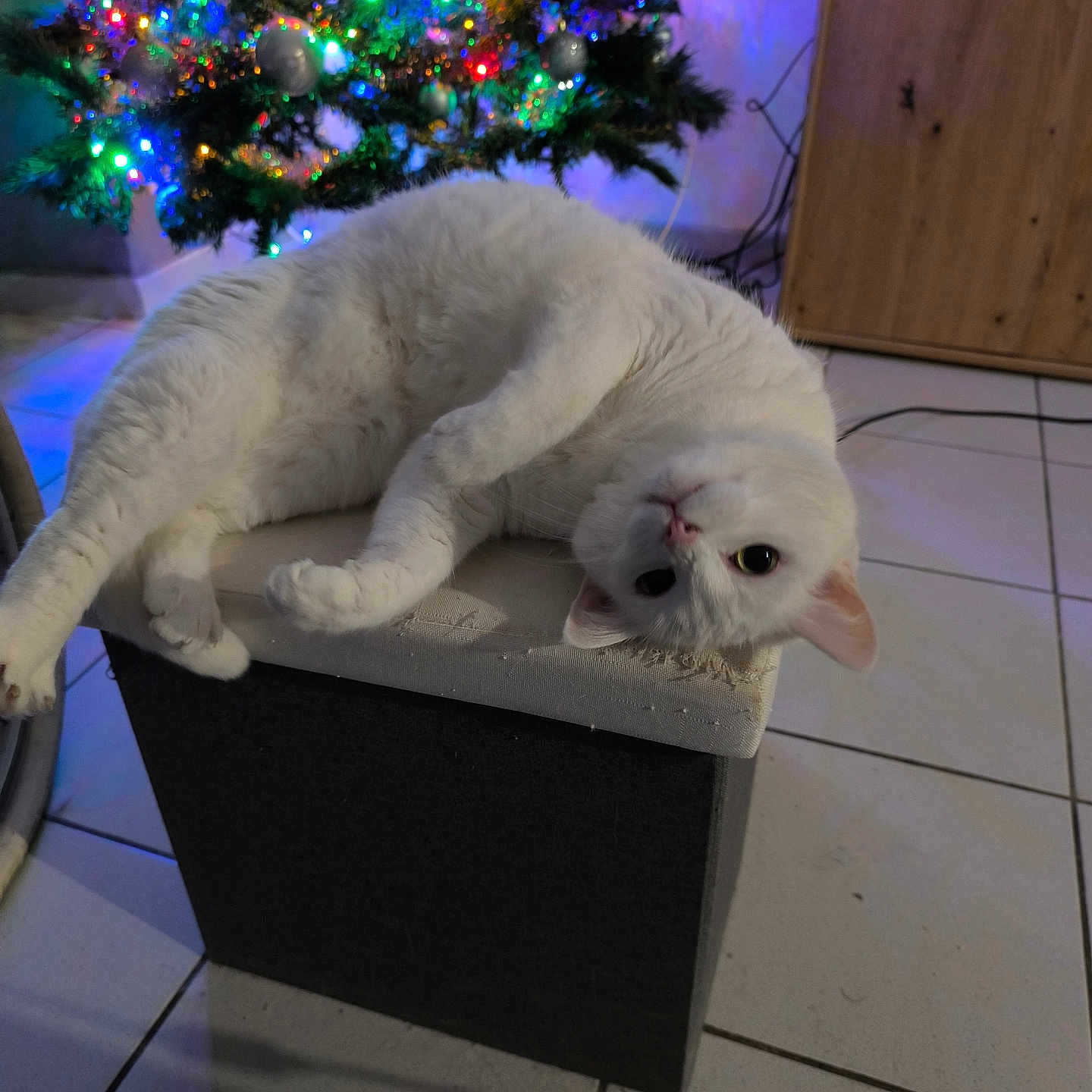 Blue a rejoint le concours — aidez-le/la à gagner de superbes lots ! cat, white_cat, upside_down, cushioned_box, christmas_tree, holiday_lights, festive, indoor, tile_floor, wooden_cabinet, cozy, pet, animal, relaxed, curious, fur, home, decoration, colorful_lights, night