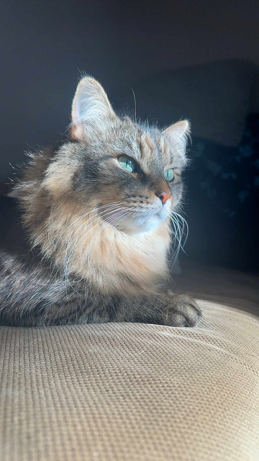 Kevin is registered to the contest to win money with this photo: cat, fluffy, blue_eyes, whiskers, close_up, indoor, feline, resting, portrait, animal, pet, soft_light, beige, texture, relaxed, cute, mammal, domestic_animal, fur, side_view