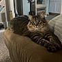 Kevin joined the competition — help win amazing prizes! cat, tabby, feline, pet, couch, living_room, furniture, stretching, brown, fluffy, indoor, cozy, carpet, relaxed, animal, cute, whiskers, ears, eyes, paws