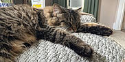 Kevin joined the competition — help win amazing prizes! cat, tabby, sleeping, furry, indoor, blanket, texture, paw, resting, cozy, fur, closeup, relaxing, domestic_cat, house, curtains, air_conditioner, comfort, pet, napping