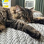 cat, tabby, sleeping, furry, indoor, blanket, texture, paw, resting, cozy, fur, closeup, relaxing, domestic_cat, house, curtains, air_conditioner, comfort, pet, napping