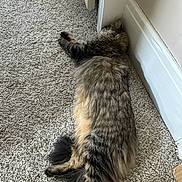 Kevin joined the competition — help win amazing prizes! cat, tabby, fluffy, carpet, indoor, sleeping, relaxed, pet, feline, fur, tail, striped, cozy, corner, door, white_wall, animal, domestic, resting, soft