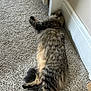 cat, tabby, fluffy, carpet, indoor, sleeping, relaxed, pet, feline, fur, tail, striped, cozy, corner, door, white_wall, animal, domestic, resting, soft