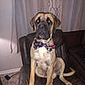 animal, bow_tie, brown_dog, canine, companionship, curtain, cute, decor, dog, floor, furniture, home, indoor, large_dog, leather_chair, living_room, pet, portrait, sitting, tile_floor