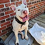 dog, white_dog, pet, animal, tongue_out, collar, brick_wall, wooden_deck, plastic_lid, outdoor, happy, sitting, ears_up, paw, canine, smiling, sunlight, domestic_animal, playful, closeup