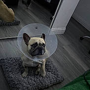 Cinco is registered to the contest to win money with this photo: dog, cone, pet, indoor, floor, cushion, mirror, reflection, wooden_floor, bedroom, furniture, sad, small_dog, pug, protective_collar, animal, companion, resting, quiet, home