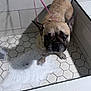 Cinco joined the competition — help win amazing prizes! dog, french_bulldog, wet, soap, bath, shower, tiles, leash, pet, animal, cute, looking_up, floor, water, indoor, bubble, fur, ears, expression, paw