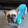 Cinco is registered to the contest to win money with this photo: dog, french_bulldog, pet_clothing, hoodie, indoor, floor, tile, cabinet, bottle, container, curious, looking_up, ears, brown_eyes, snout, paws, home, furniture, accessory, cozy