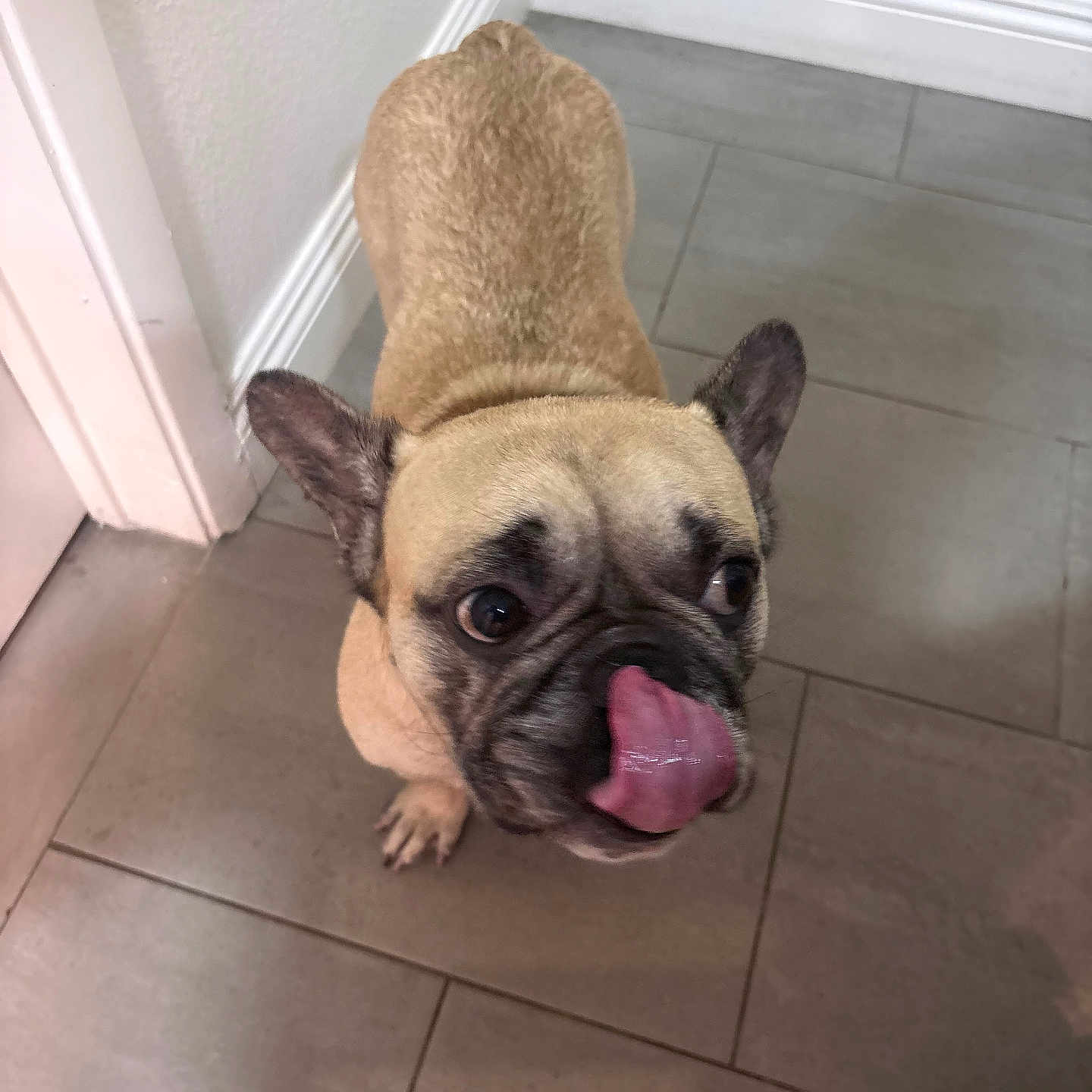 Cinco is registered to the contest to win money with this photo: animal, canine, companion, curious, cute, dog, domestic, ears, floor, french_bulldog, indoor, looking_up, mammal, paw, pet, playful, short_hair, standing, tile, tongue_out