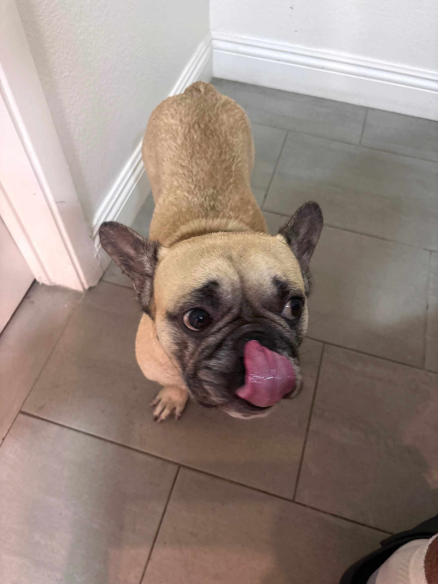 Cinco is registered to the contest to win money with this photo: dog, french_bulldog, pet, animal, tongue_out, indoor, floor, tile, curious, playful, ears, paw, canine, mammal, companion, domestic, cute, looking_up, short_hair, standing