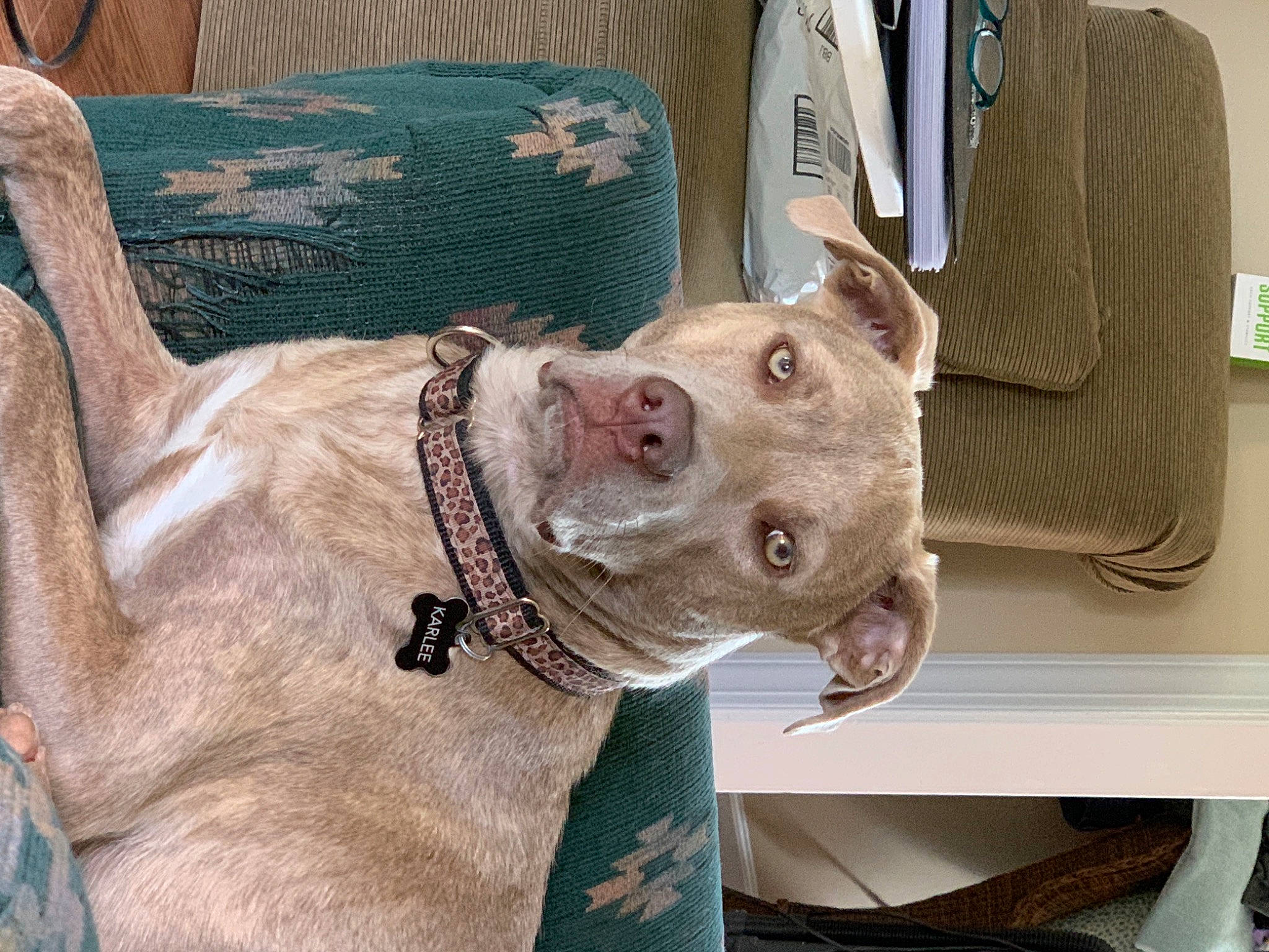 Karlee Lewis is registered to the contest to win money with this photo: canidae, carnivore, collar, companion_dog, dog, dog_breed, dog_collar, dog_supply, fawn, guard_dog, leash, liver, non_sporting_group, pet_supply, snout, sporting_group, whiskers, working_animal