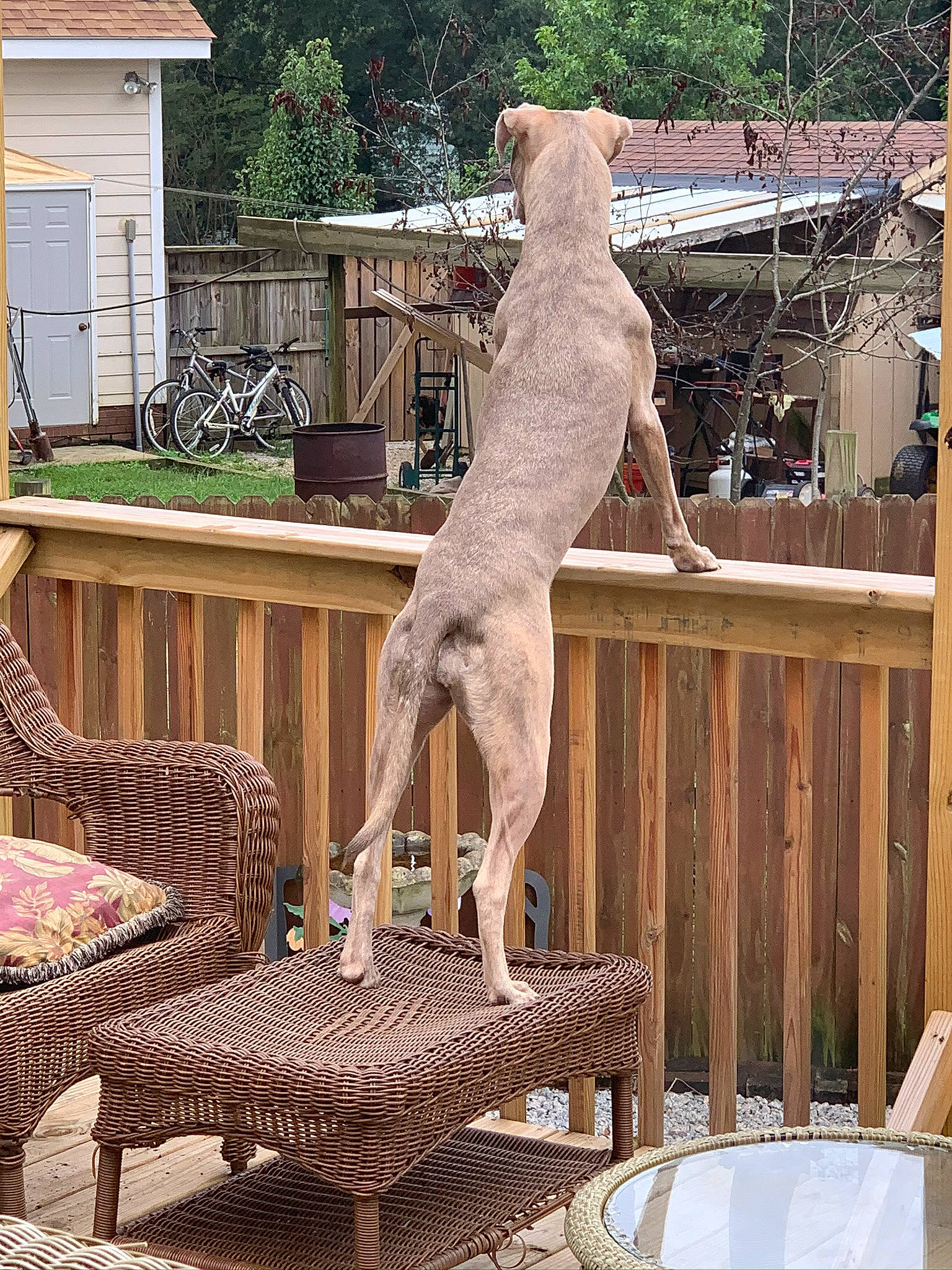 Karlee Lewis joined the competition — help win amazing prizes! art, carnivore, chair, comfort, companion_dog, dog, fawn, furniture, grass, hardwood, house, leisure, outdoor_furniture, outdoor_table, plant, sculpture, table, tail, window, wood