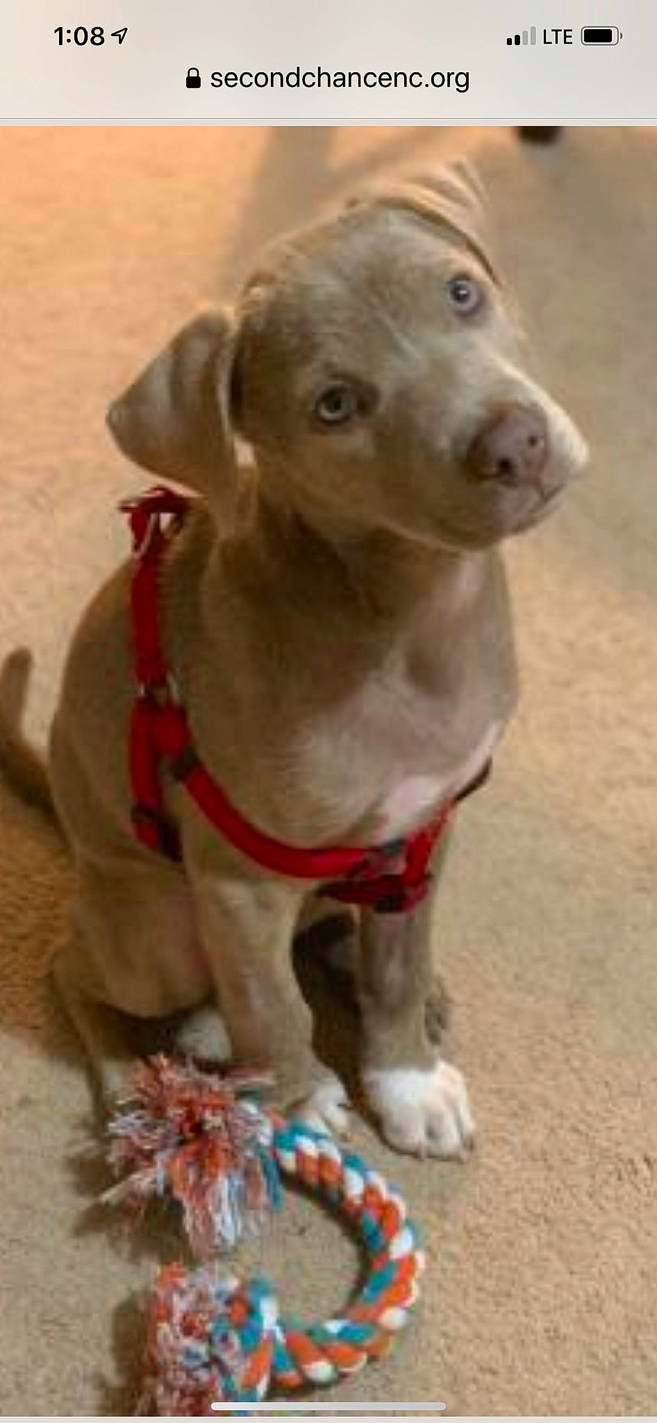 Karlee Lewis is registered to the contest to win money with this photo: canidae, carnivore, collar, companion_dog, dog, dog_breed, dog_collar, fawn, fur, liver, pet_supply, snout, sporting_group, terrestrial_animal, whiskers, wood, working_animal