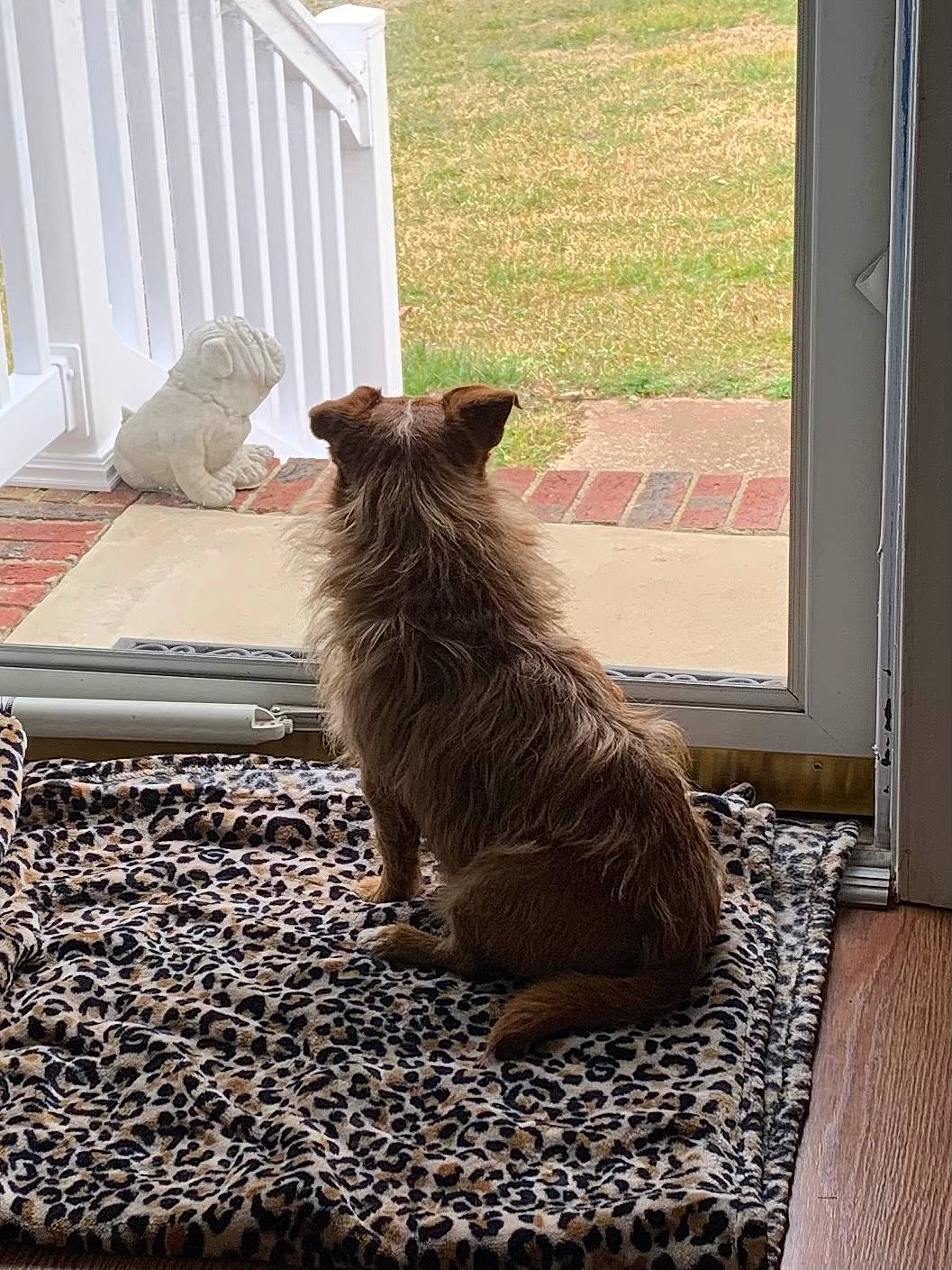 Max Lewis is registered to the contest to win money with this photo: canidae, carnivore, companion_dog, dog, dog_breed, felidae, floor, flooring, fur, hardwood, room, small_terrier, small_to_medium_sized_cats, tail, terrier, vertebrate, water_dog, whiskers, window, wood