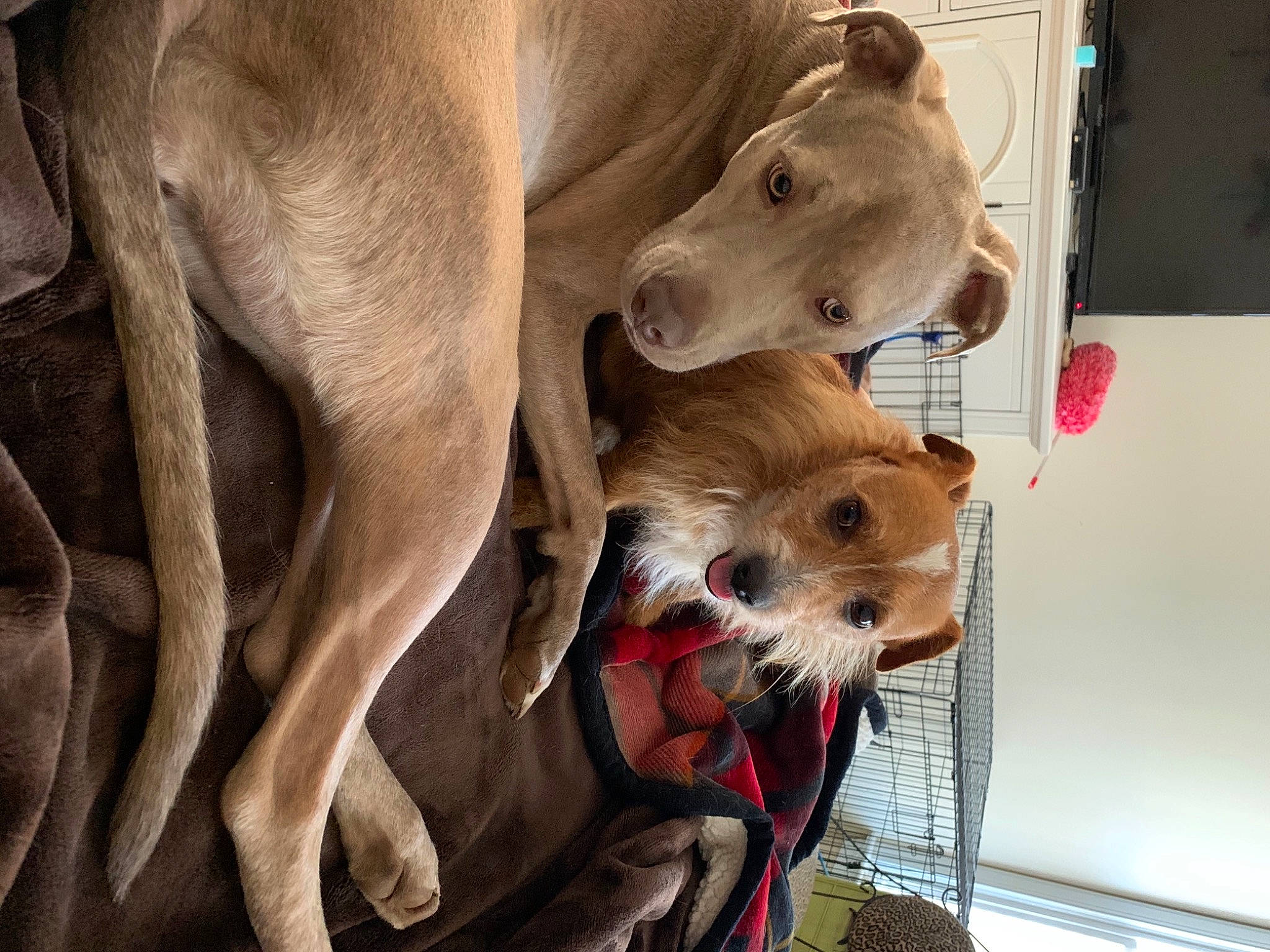 Max Lewis is registered to the contest to win money with this photo: canidae, carnivore, collar, comfort, companion_dog, dog, dog_breed, dog_collar, dog_supply, fawn, fur, leash, liver, non_sporting_group, pet_supply, snout, sporting_group, terrestrial_animal, working_animal, working_dog