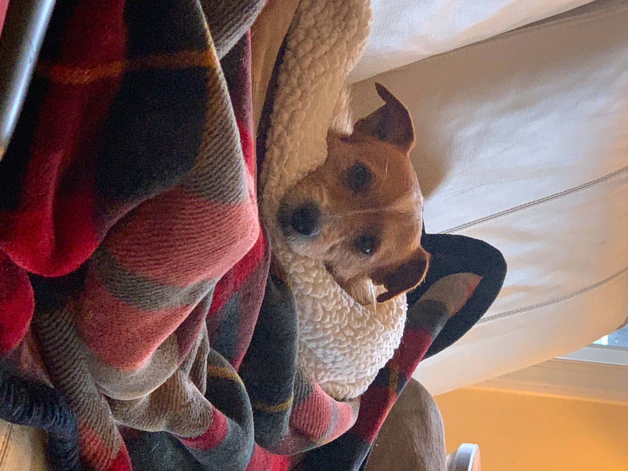 Max Lewis joined the competition — help win amazing prizes! art, carmine, carnivore, comfort, dog, fawn, felidae, fur, human_leg, pattern, plant, room, snout, stuffed_toy, tints_and_shades, visual_arts, whiskers, window, wood, working_animal