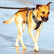 Oslo participe au concours pour gagner de l'argent avec cette photo : dog, canine, beach, shoreline, sand, water, reflection, leash, harness, outdoor, sunlight, walking, standing, tan_fur, floppy_ears, pointed_ears, black_nose, animal_portrait, wet_sand, coastal_scene