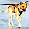 dog, canine, beach, shoreline, sand, water, reflection, leash, harness, outdoor, sunlight, walking, standing, tan_fur, floppy_ears, pointed_ears, black_nose, animal_portrait, wet_sand, coastal_scene