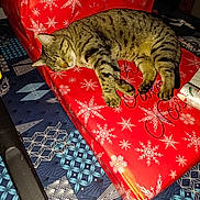 Tony a rejoint le concours — aidez-le/la à gagner de superbes lots ! animal, blue_pattern, cat, christmas, cozy, cute, feline, gift, holiday, indoor, pet, present, red, relaxed, resting, sleeping, snowflake_pattern, striped, tabby_cat, wrapping_paper