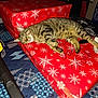 animal, blue, cat, cozy, furniture, gift, holiday, household, indoor, nap, pattern, pet, present, red, relaxation, sleeping, snowflake_pattern, tabby_cat, tablecloth, wrapping_paper
