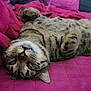 cat, tabby, pet, animal, feline, relaxed, lying_down, pink_blanket, cozy, whiskers, cute, indoor, fur, sleepy, soft_texture, close_up, playful, domestic_cat, resting, bed