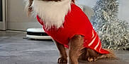 Mango a rejoint le concours — aidez-le/la à gagner de superbes lots ! dog, christmas, santa_hat, red_sweater, holiday, festive, decorations, christmas_tree, ornaments, indoor, floor, pet, cute, small_dog, brown_dog, holiday_costume, seasonal, celebration, fur, animal