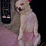 dog, sleeping, white_dog, small_dog, puppy, blanket, remote_control, cozy, relaxed, indoor, fur, resting, cute, pet, canine, nap, soft_texture, pink, black_background, home