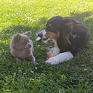 Mango a rejoint le concours — aidez-le/la à gagner de superbes lots ! dog, puppy, grass, outdoor, sunlight, flower, pet, animal, fur, nature, playing, relaxing, cute, companion, mammal, canine, friendship, summer, daytime, greenery