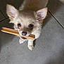 dog, puppy, small_dog, chew_stick, floor, tile_floor, looking_up, fluffy, cute, pet, animal, indoor, light_brown, ears, nose, mouth, four_legs, whiskers, fur, young