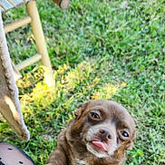 Tessy participe au concours pour gagner de l'argent avec cette photo : dog, brown_dog, grass, outdoor, wooden_chair, tongue_out, playful, pet, canine, animal, cute, small_dog, legs, nature, blurred, summer, sunlight, funny_face, expression, close_up