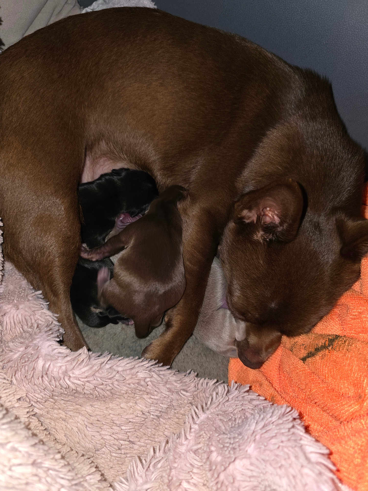 Tessy participe au concours pour gagner de l'argent avec cette photo : dog, puppies, newborn, brown_dog, sleeping, blanket, cozy, animal, mammal, fur, pet, nestled, protective, indoor, resting, cute, family, mother, soft_texture, closeup