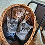 Tessy participe au concours pour gagner de l'argent avec cette photo : dog, cat, basket, wicker, pets, gray_cat, brown_dog, furry, animal, indoor, curious, looking_at_camera, close_together, pet_group, floor, chair, tail, texture, cozy, domestic