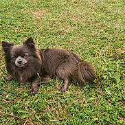 Tiago a rejoint le concours — aidez-le/la à gagner de superbes lots ! dog, grass, outdoor, pet, animal, canine, fur, laying_down, nature, green, leaf, plant, cute, mammal, small_dog, brown_fur, relaxed, daylight, field, garden