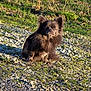 alert, animal, brown, canine, daylight, dog, ears, face, fluffy, fur, grass, ground, nature, outdoor, park, pet, rocks, sitting, small_dog, sunlight