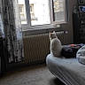 Nougat participe au concours pour gagner de l'argent avec cette photo : animal, bed, calm, cat, cozy, curtains, daylight, floor, furniture, home, indoor, looking_out, open_window, pet, quiet, radiator, room, sitting, white_cat, window